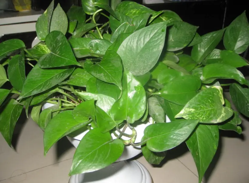綠蘿 澆水